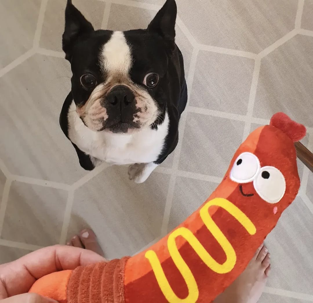 Boot the Boston Terrier